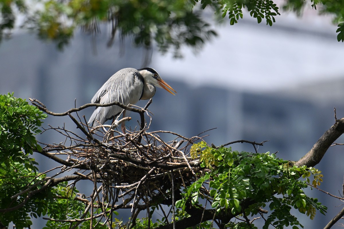 Graureiher - ML646502148