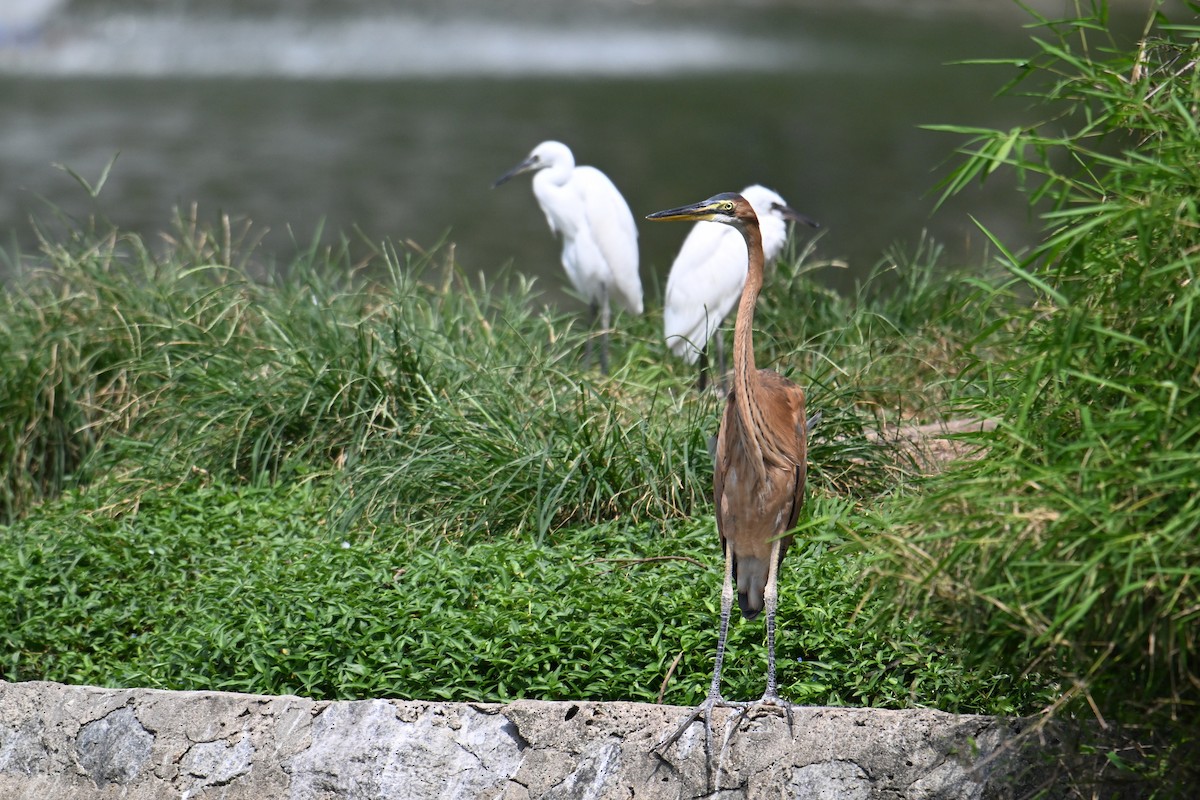 Purpurreiher - ML646502150