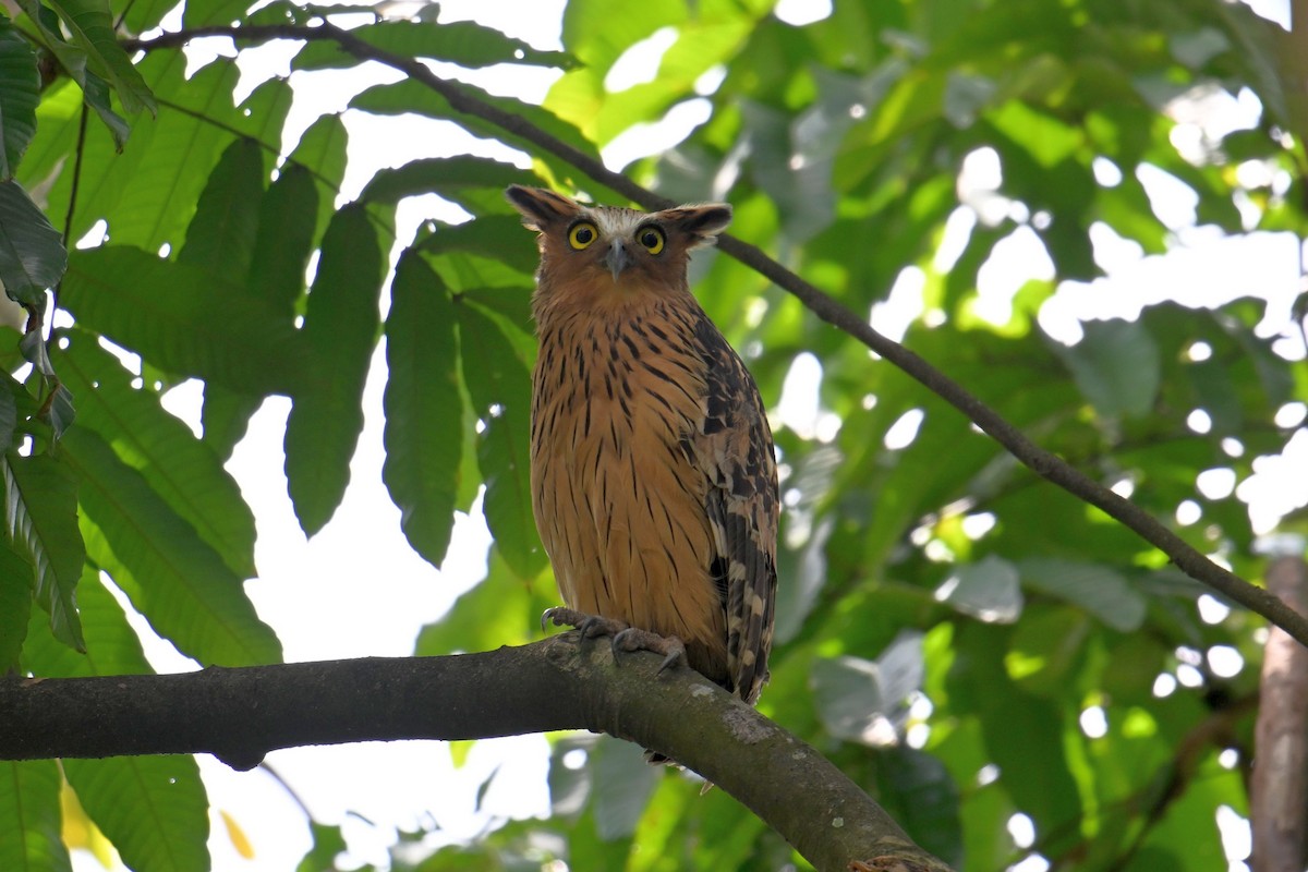 Sundafischuhu - ML646502151