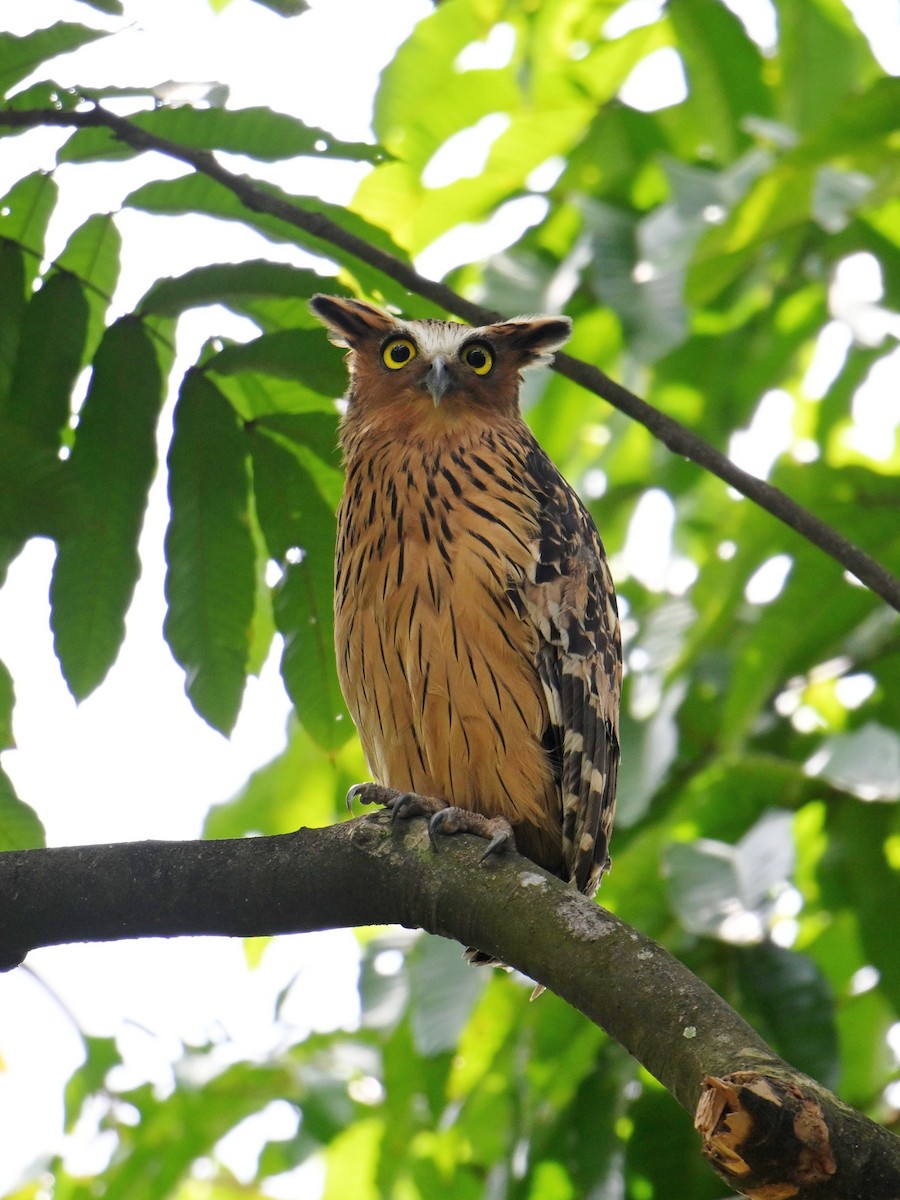 Sundafischuhu - ML646502152