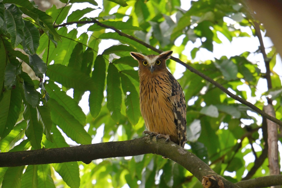 Sundafischuhu - ML646502153