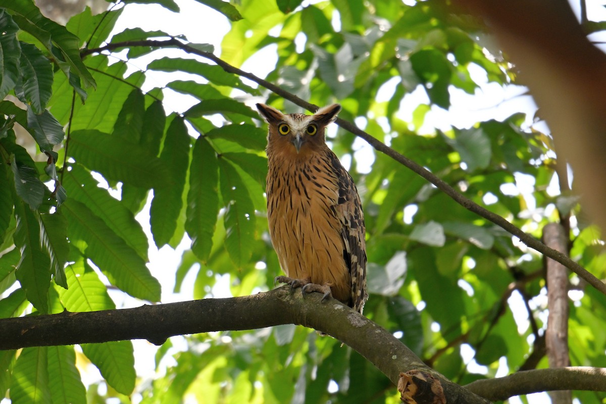 Sundafischuhu - ML646502154