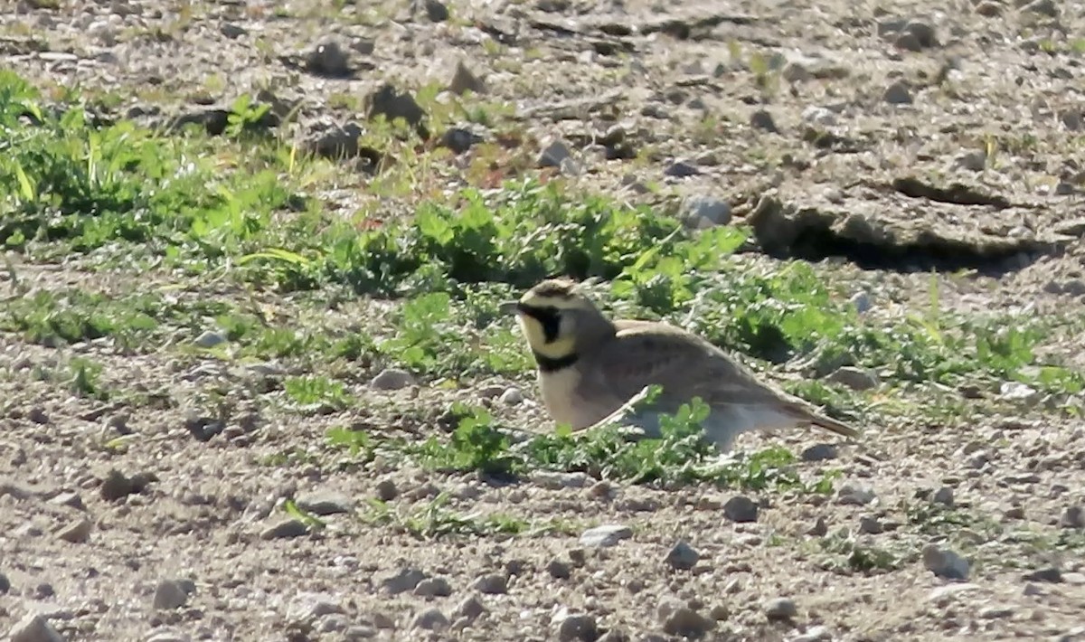 fjellerke - ML646502155