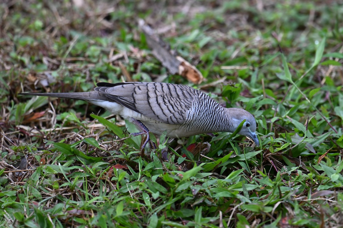 Sperbertäubchen - ML646502157