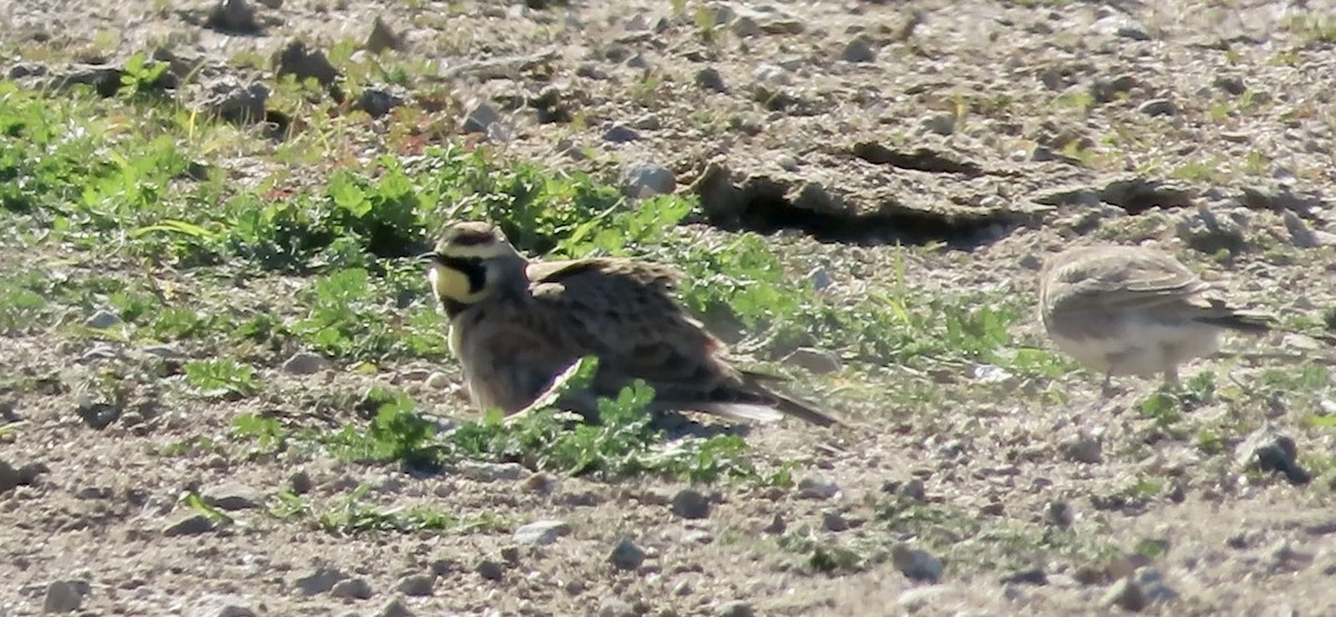 fjellerke - ML646502158