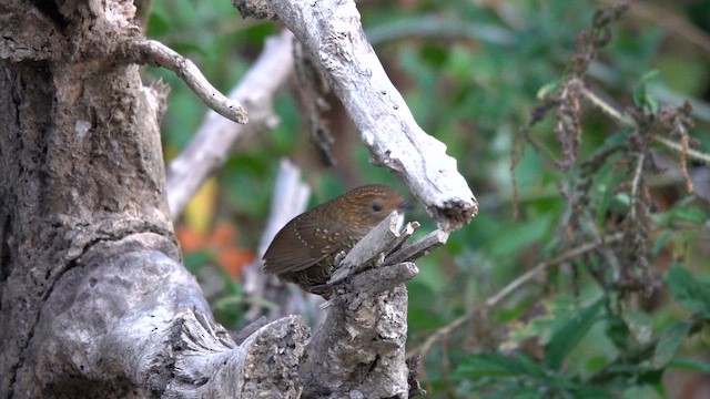 Scaly-breasted Cupwing - ML646502159