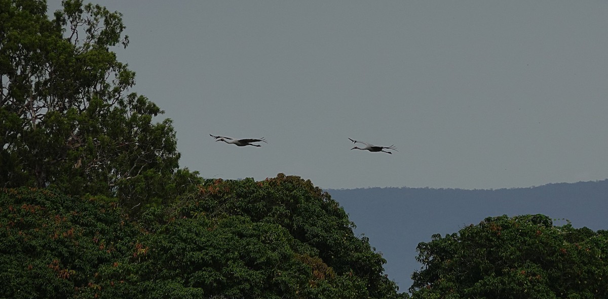 Brolga - ML646502160