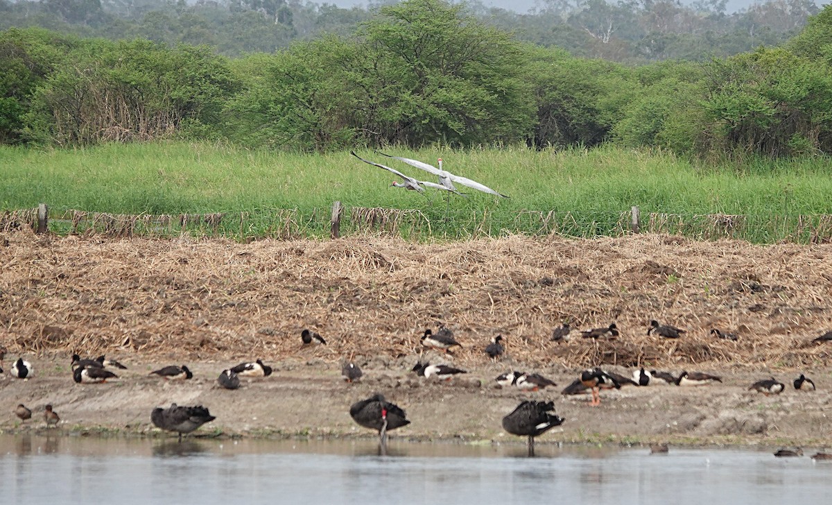 Brolga - ML646502161