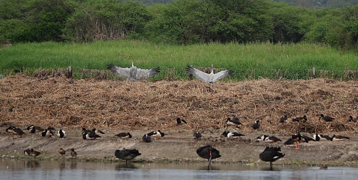 Brolga - ML646502162