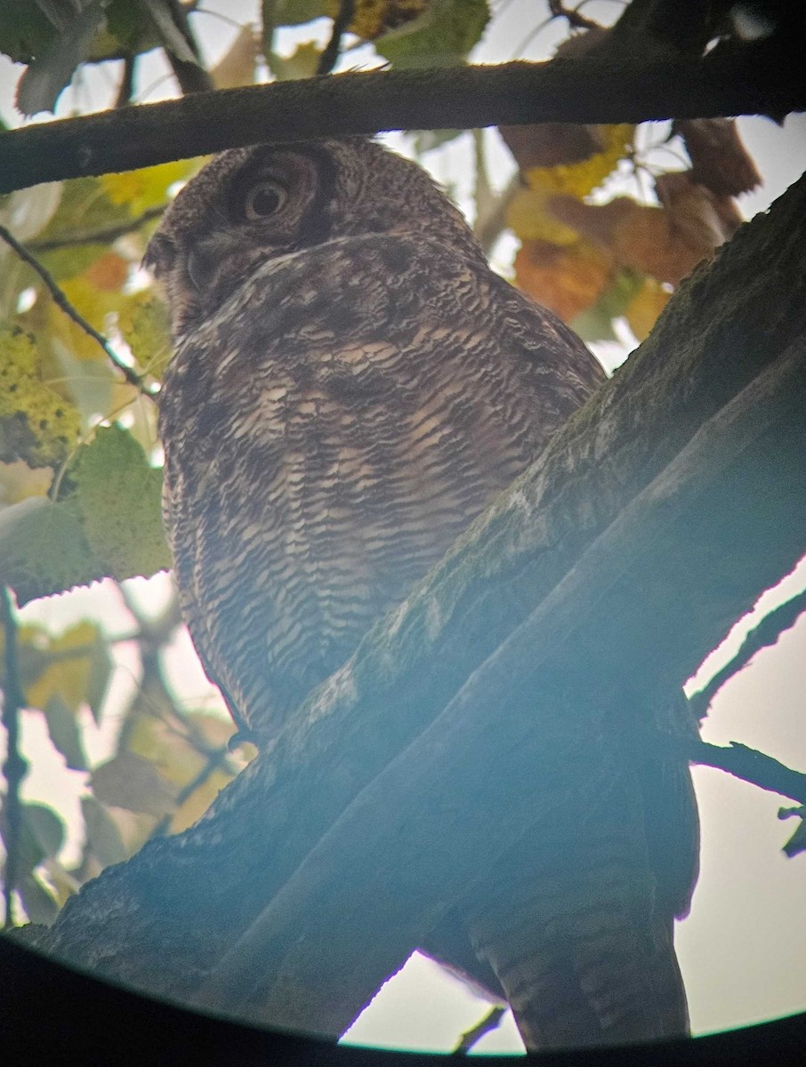 Great Horned Owl - ML646502163