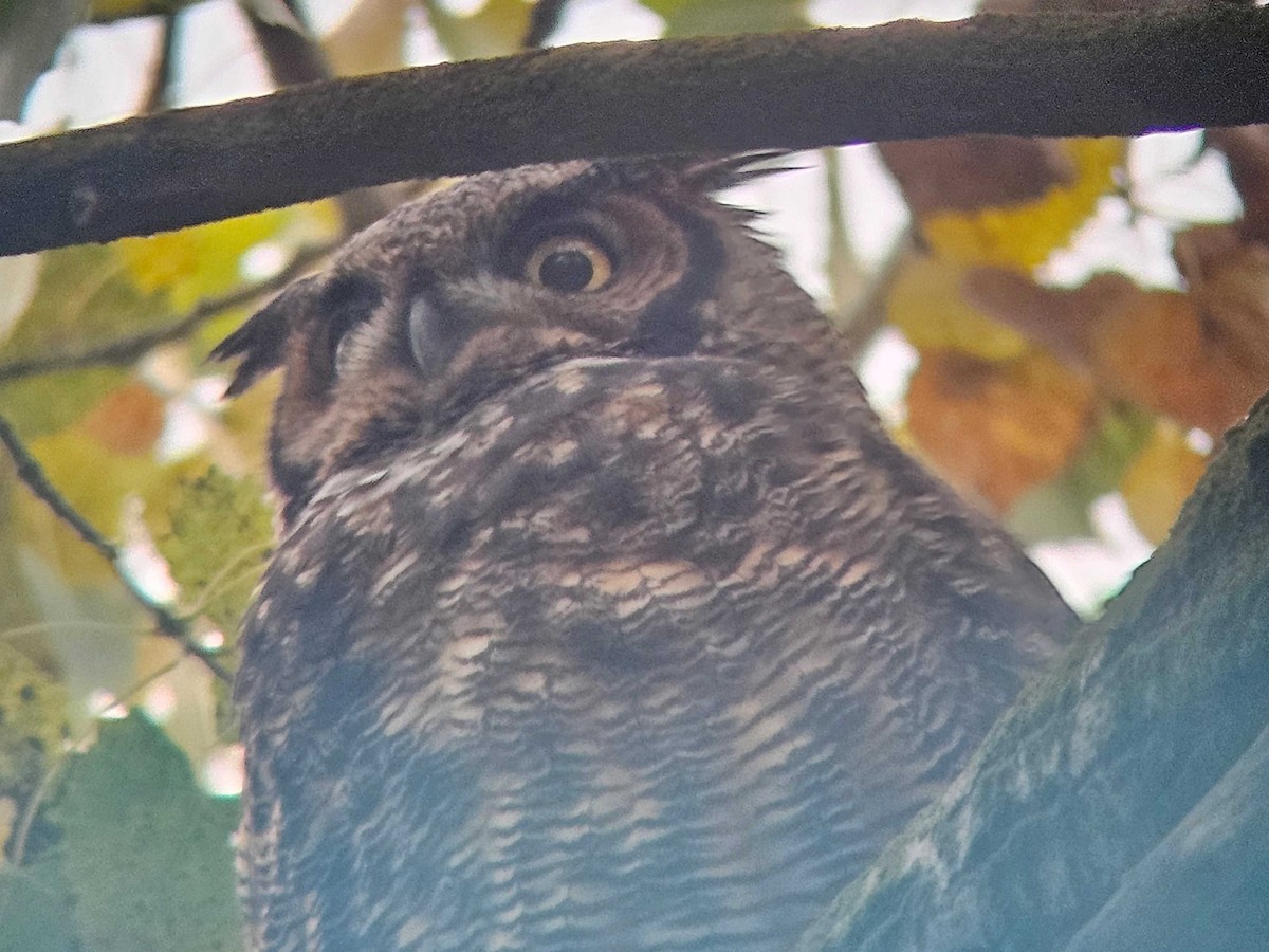 Great Horned Owl - ML646502164