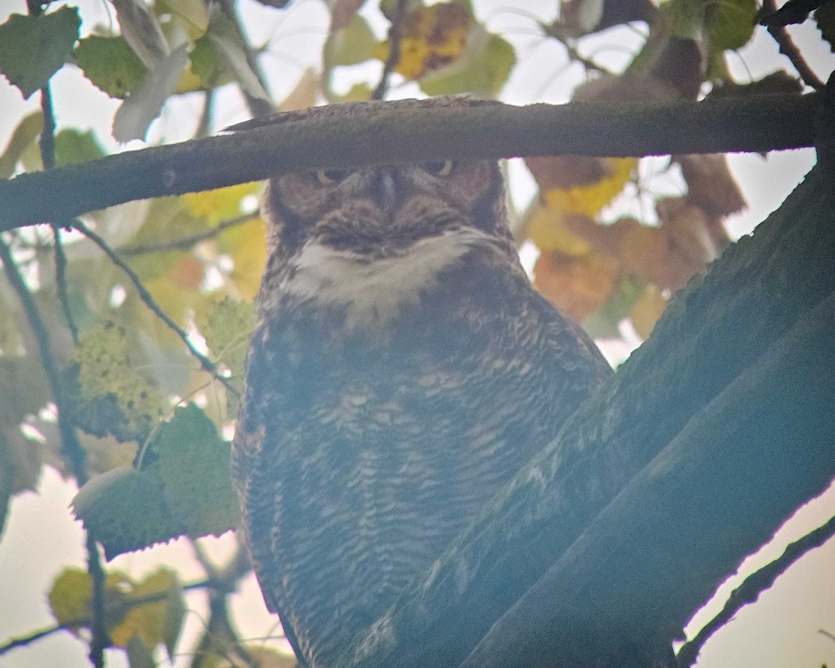 Great Horned Owl - ML646502165