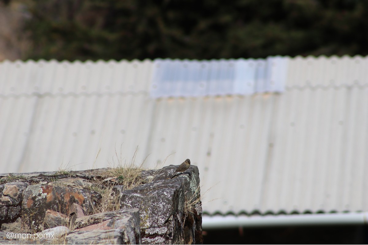 Plain-colored Seedeater - ML646502166