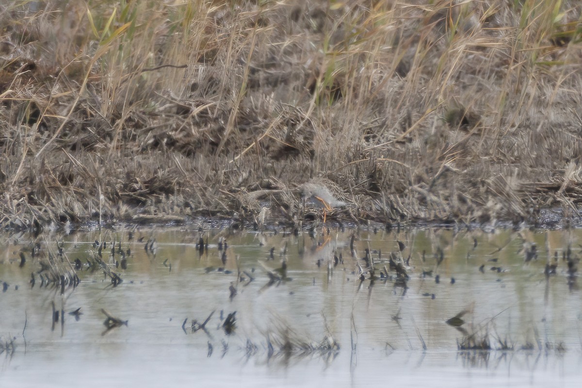 לוחם - ML646502168