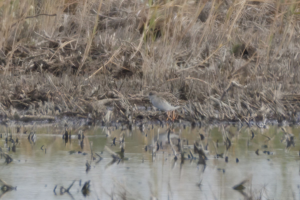 לוחם - ML646502169