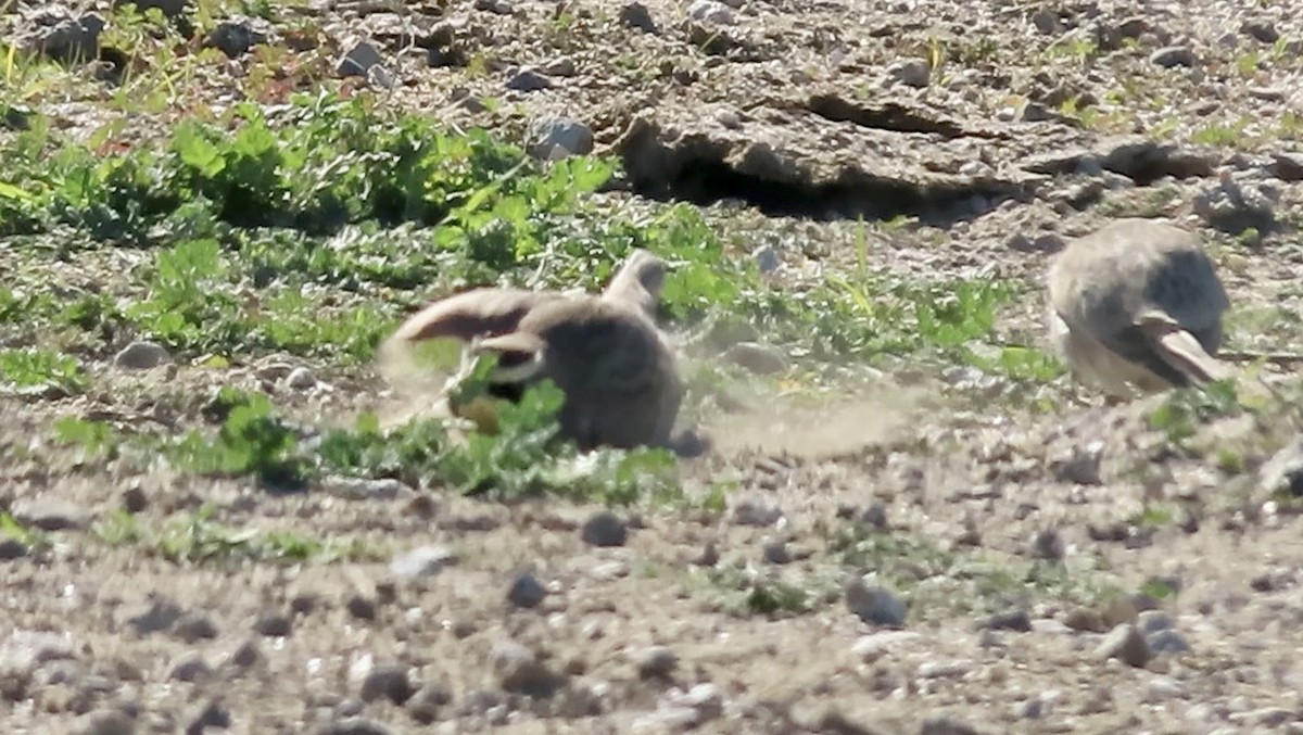 fjellerke - ML646502170