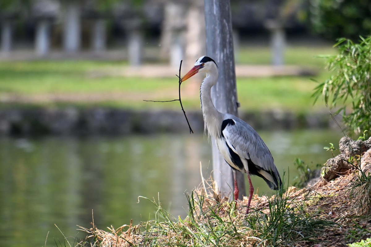 Graureiher - ML646502171