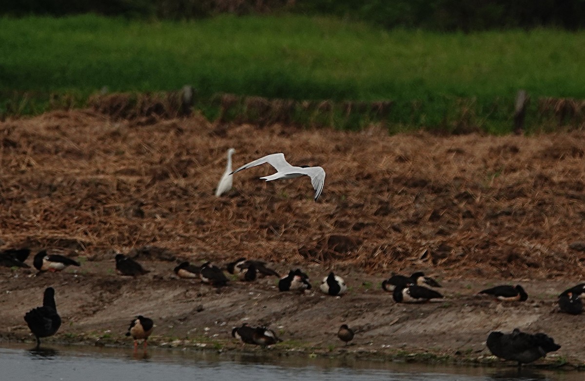 Australian Tern - ML646502173