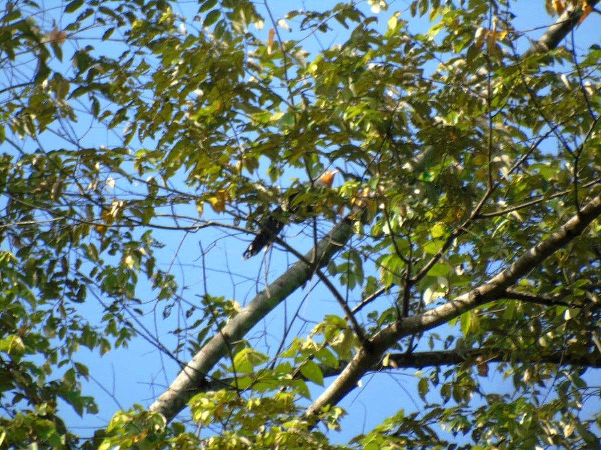 Red-billed Malkoha - ML646502174