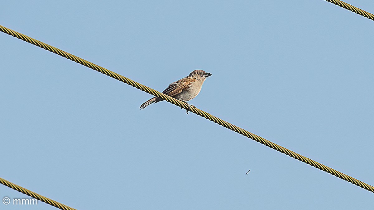 Northern Gray-headed Sparrow - ML646502175