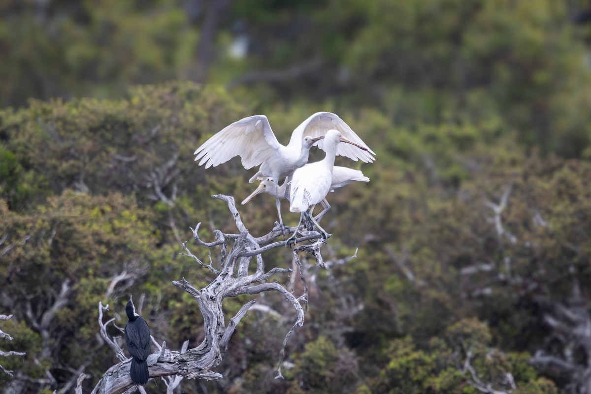 Yellow-billed Spoonbill - ML646502176
