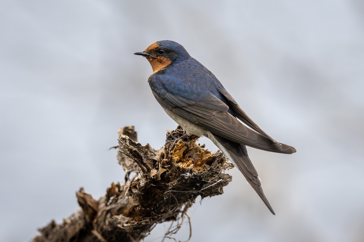 Welcome Swallow - ML646502177