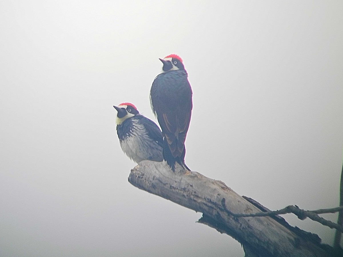 Acorn Woodpecker - ML646502181