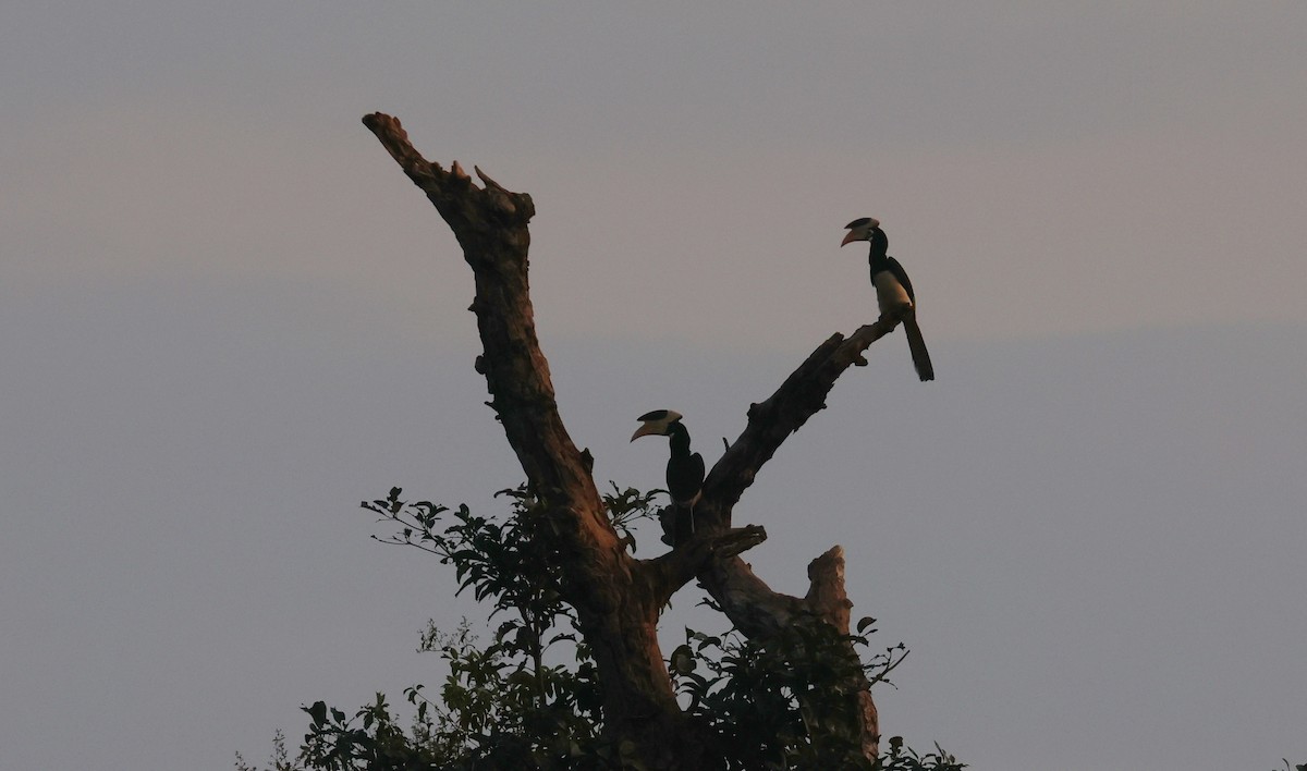 Malabar Pied-Hornbill - ML646502182