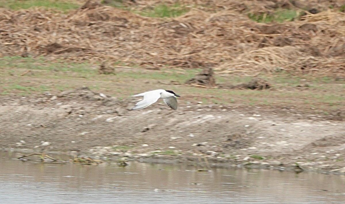 Australian Tern - ML646502183