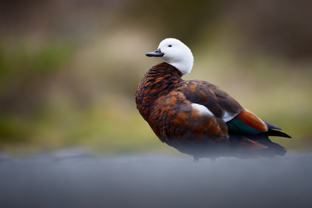 Paradise Shelduck - ML646502184