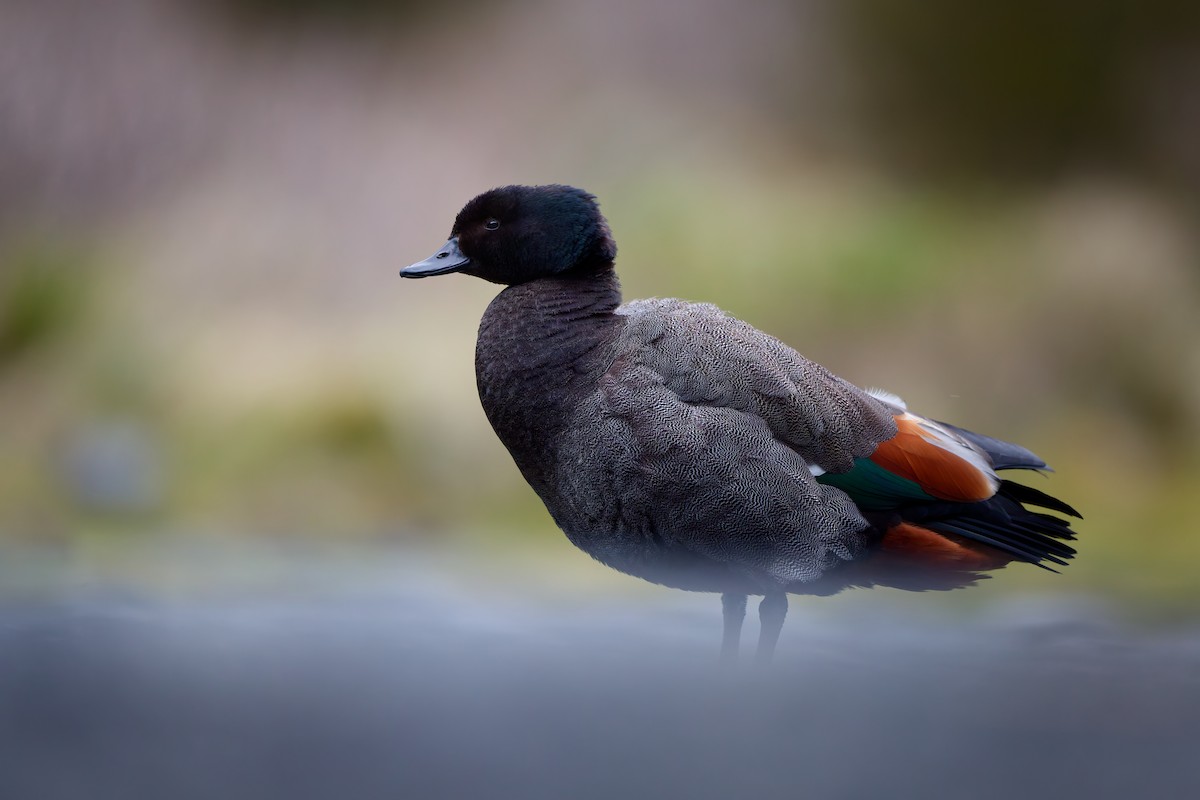 Paradise Shelduck - ML646502185