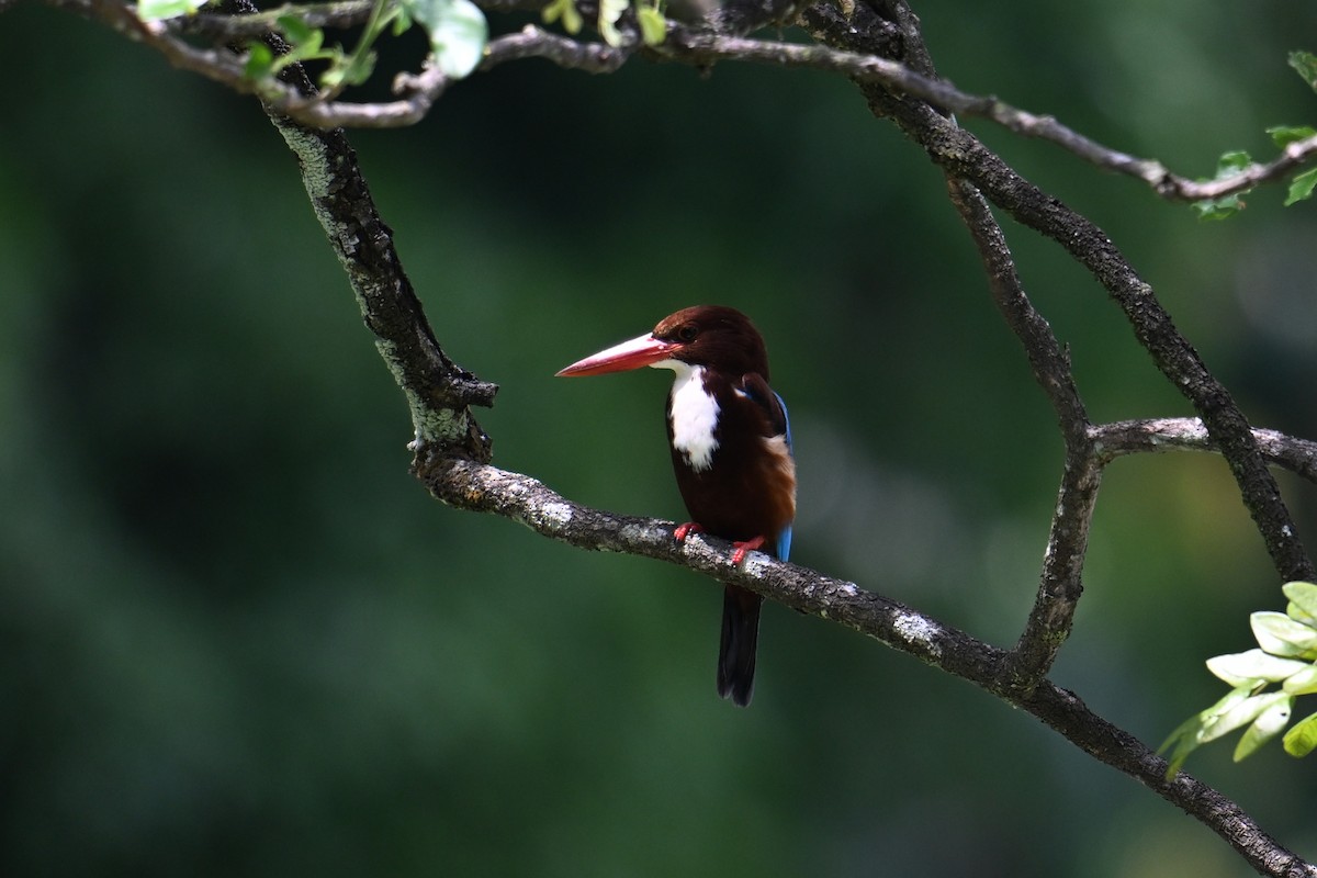 Braunliest - ML646502186