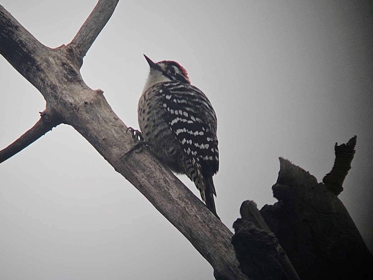Nuttall's Woodpecker - ML646502187