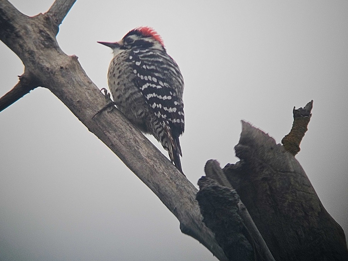 Nuttall's Woodpecker - ML646502188