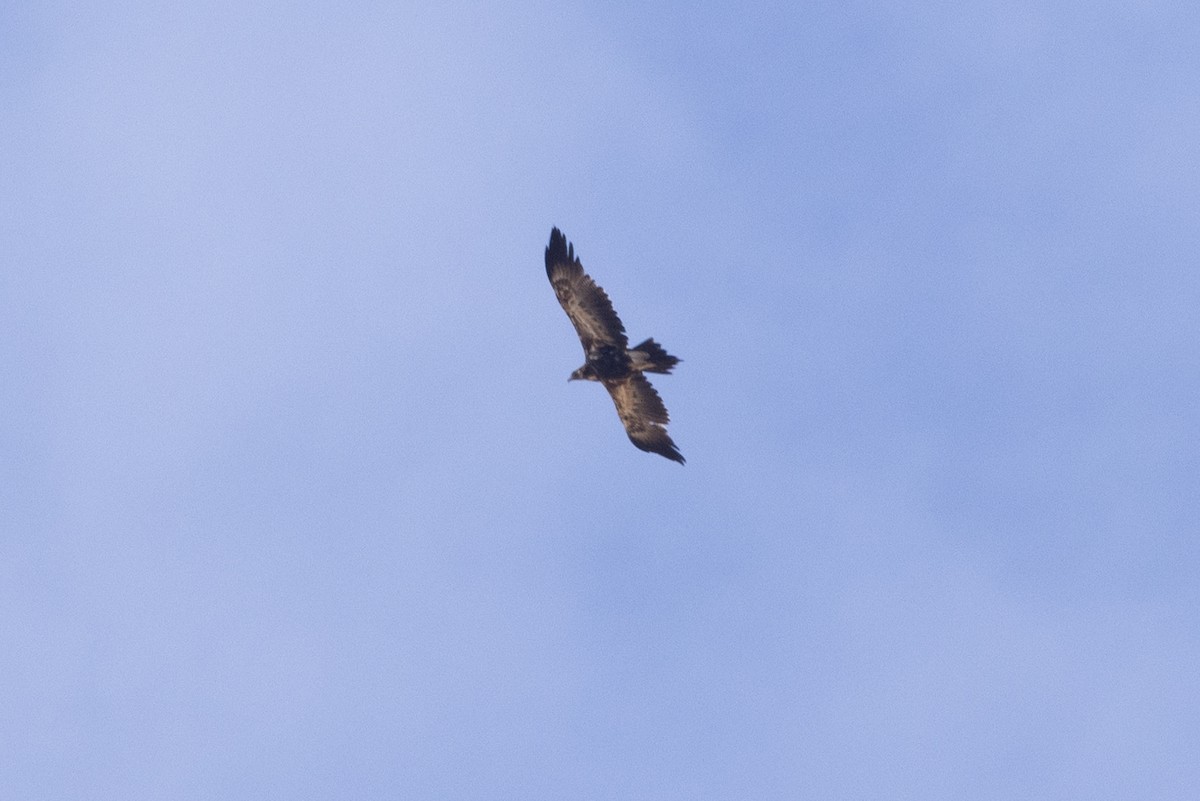 Wedge-tailed Eagle - ML646502189