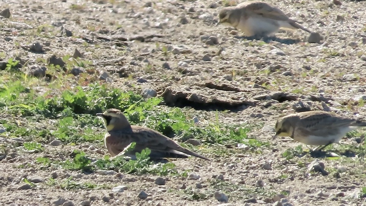 fjellerke - ML646502190