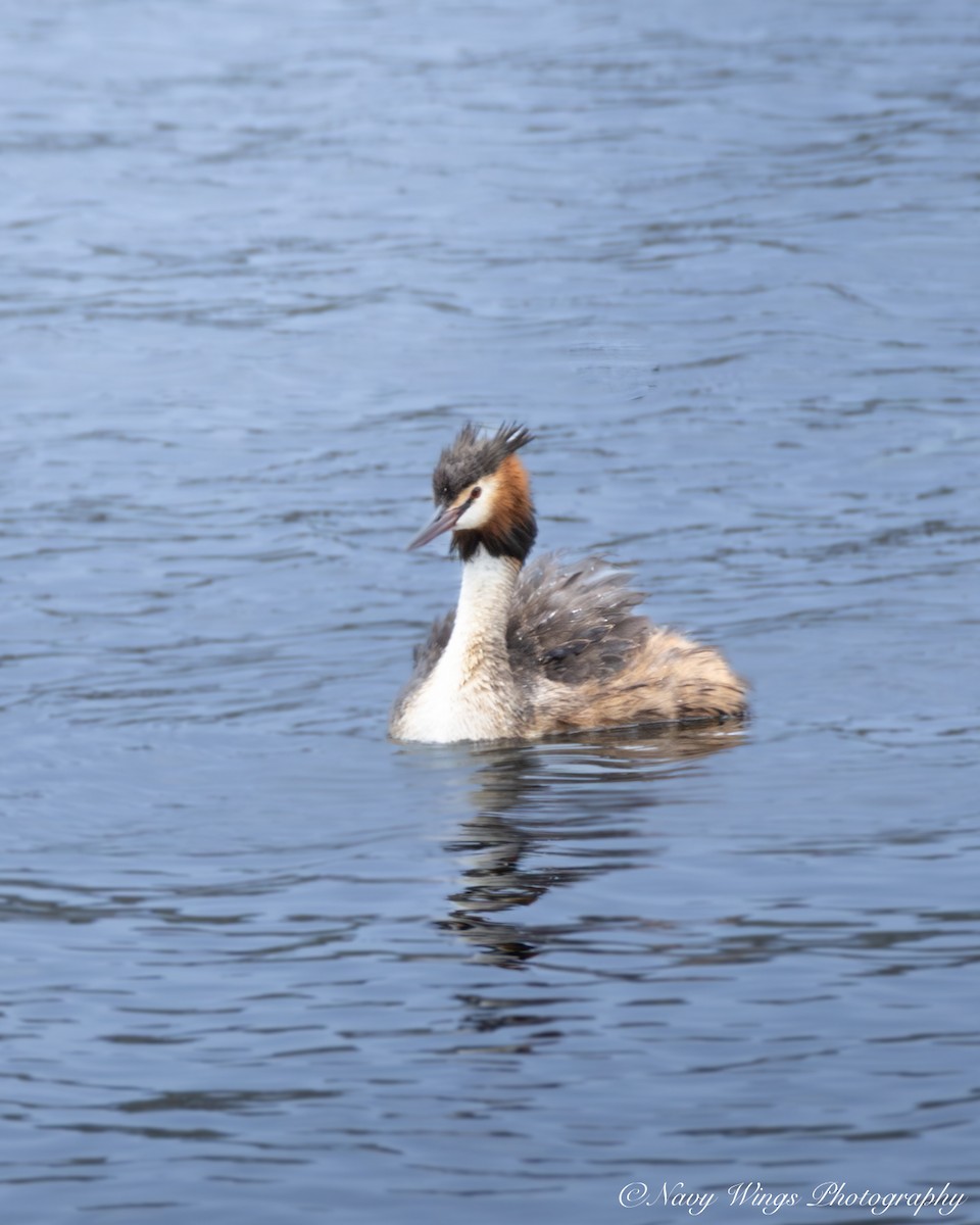カンムリカイツブリ - ML646502192