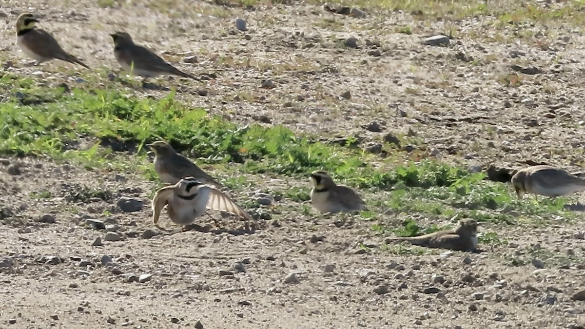 fjellerke - ML646502193