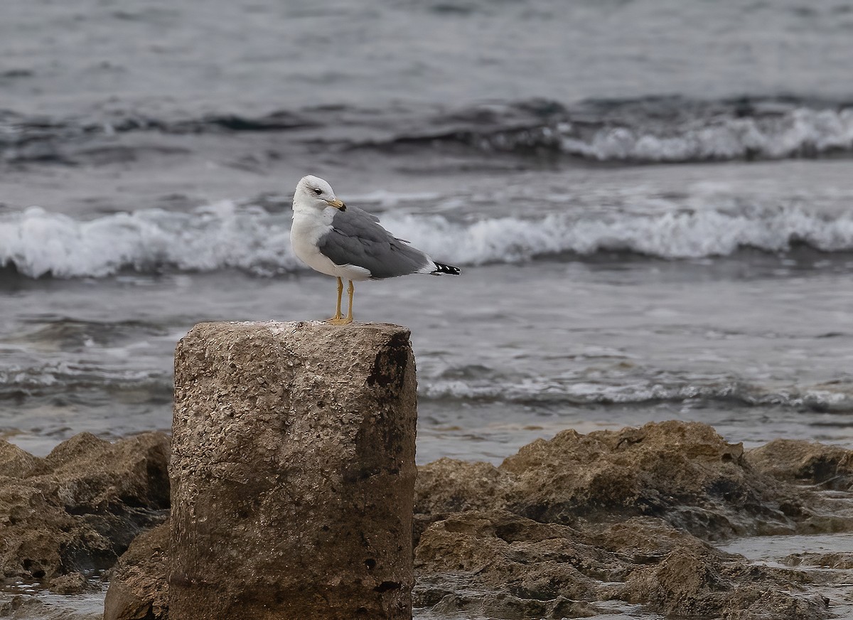 Kaio armeniarra - ML646502194
