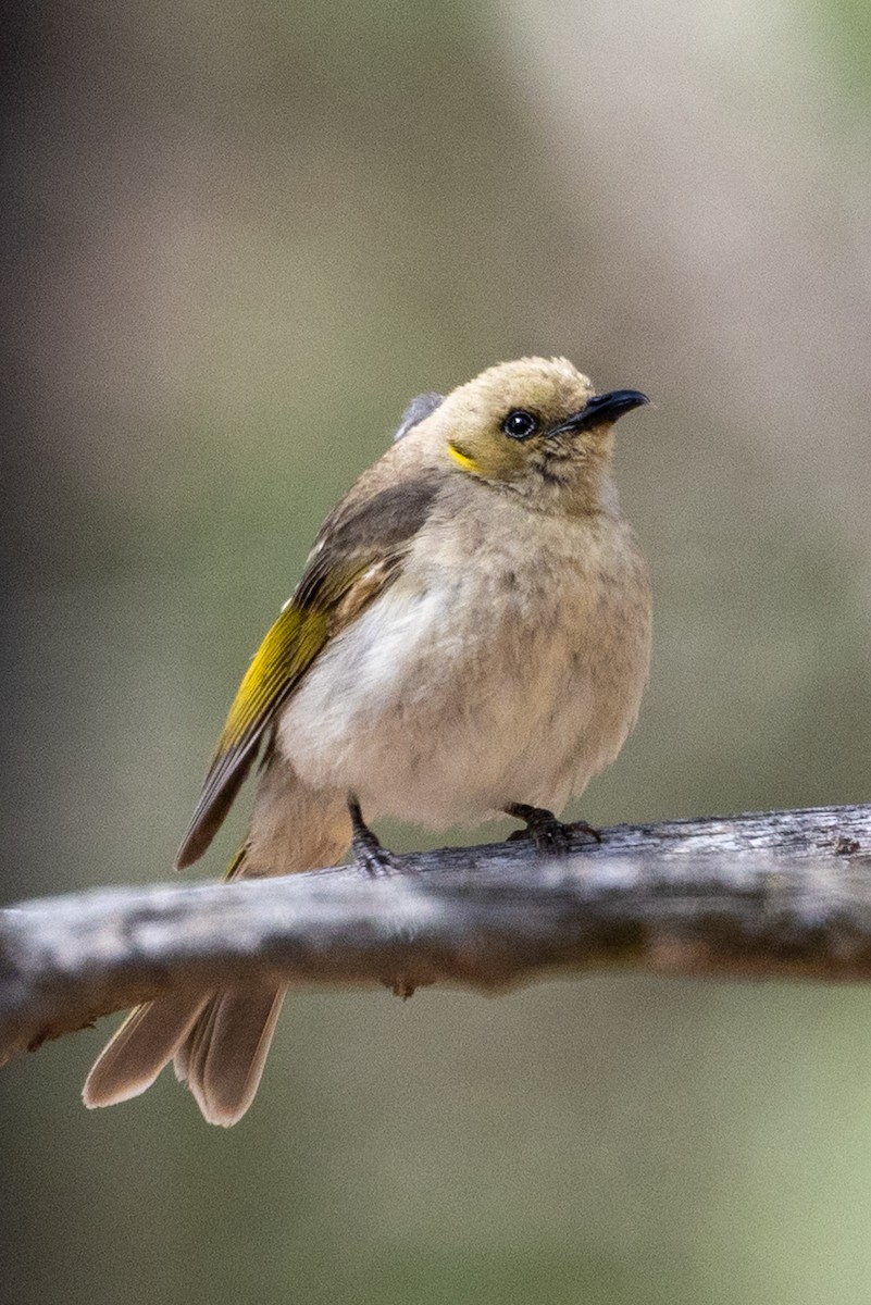 Fuscous Honeyeater - ML646502195
