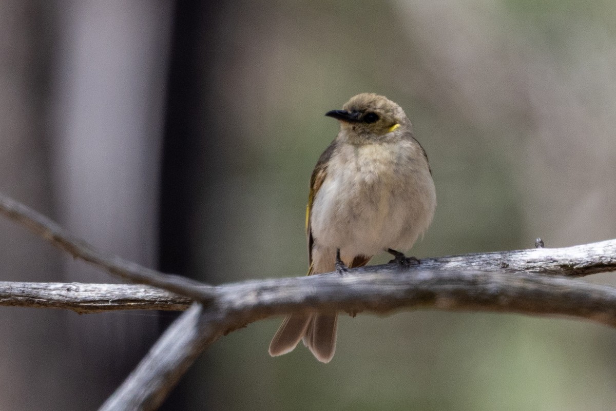 Fuscous Honeyeater - ML646502196