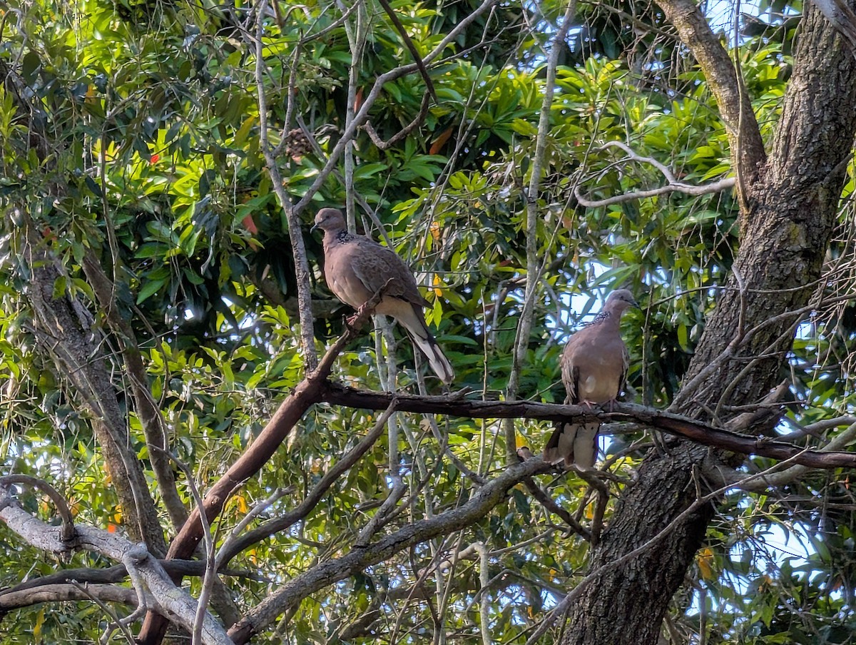 Spotted Dove - ML646502199