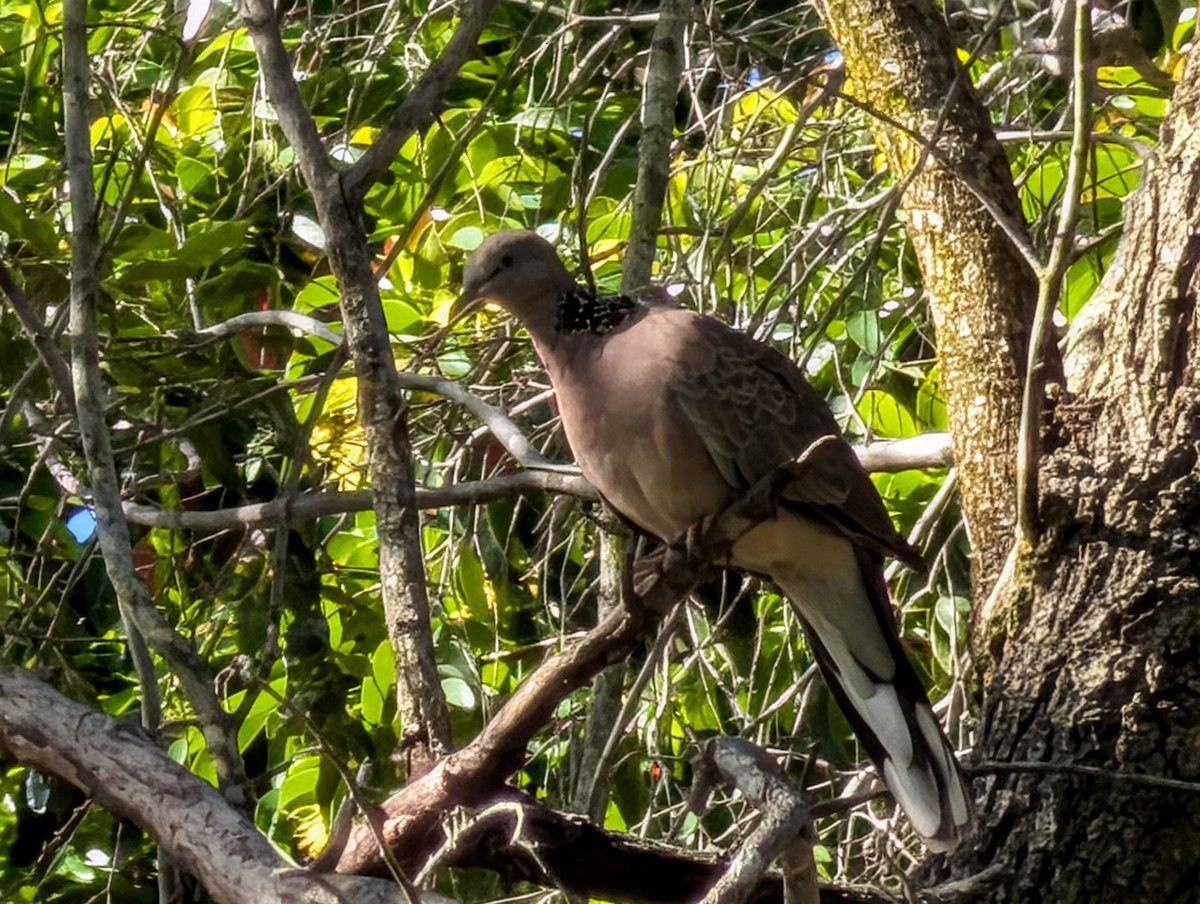 Spotted Dove - ML646502200