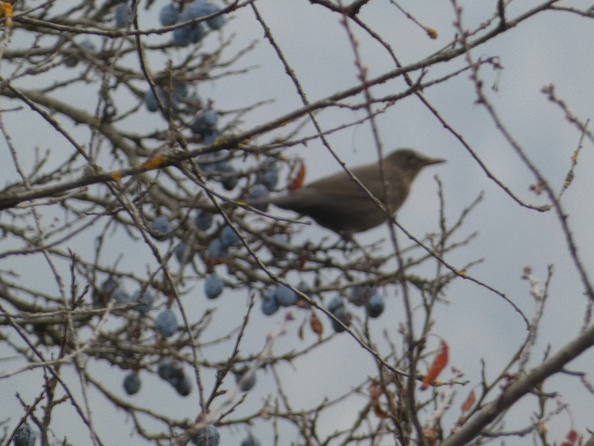 Eurasian Blackbird - ML646502201