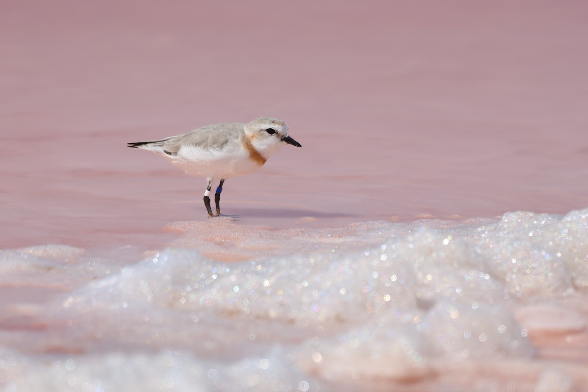 kulík hnědopásý - ML646502202