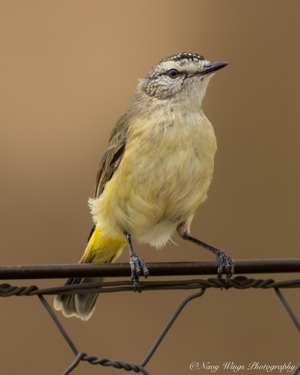 コモントゲハシムシクイ - ML646502204