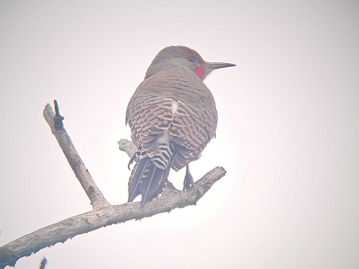 Northern Flicker - ML646502205