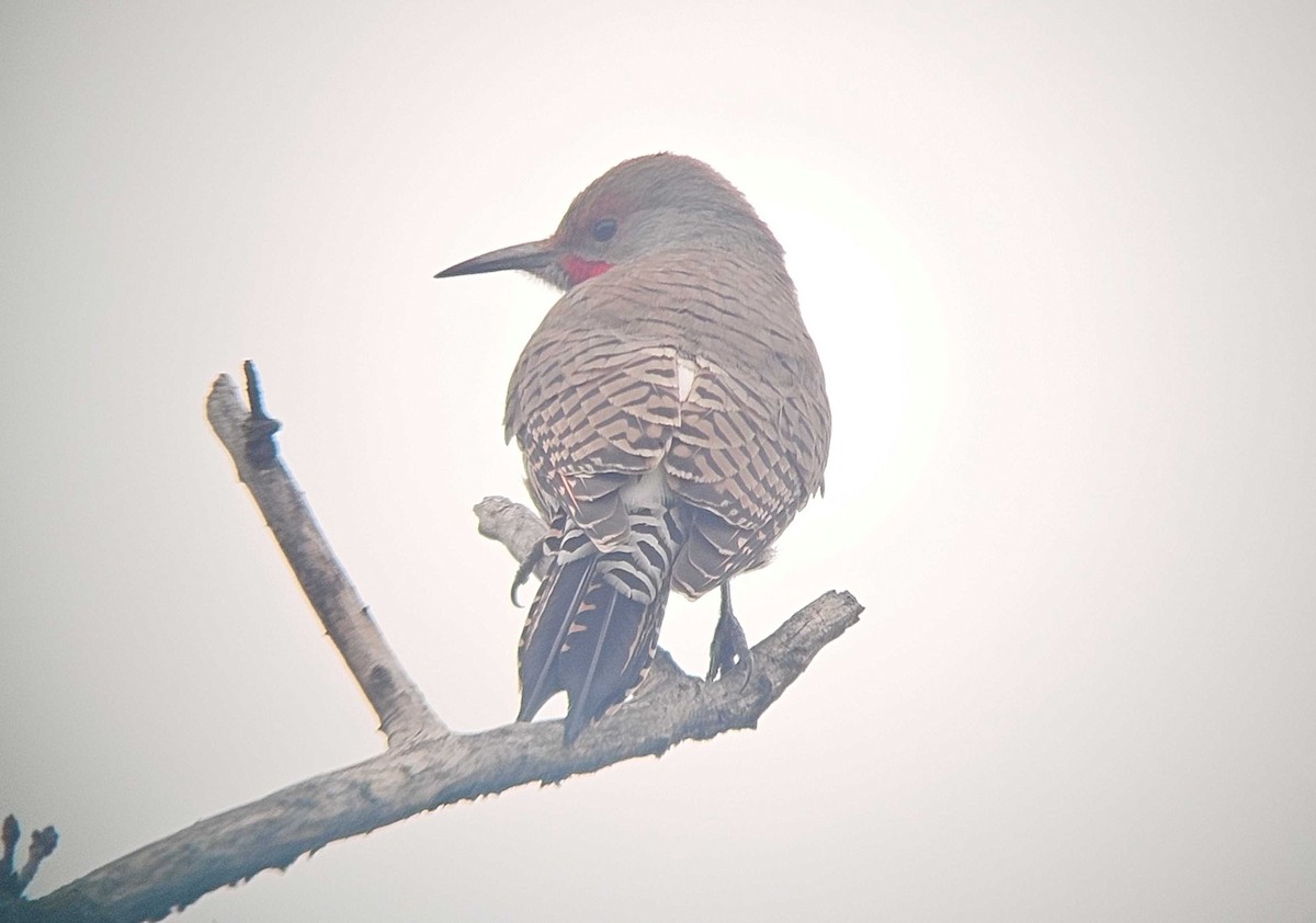 Northern Flicker - ML646502206