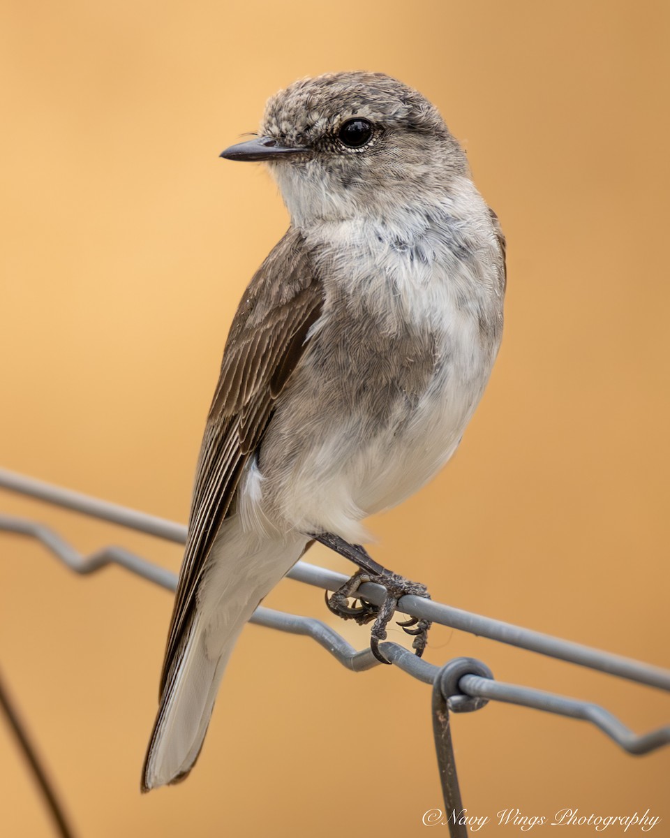 オジロオリーブヒタキ - ML646502207