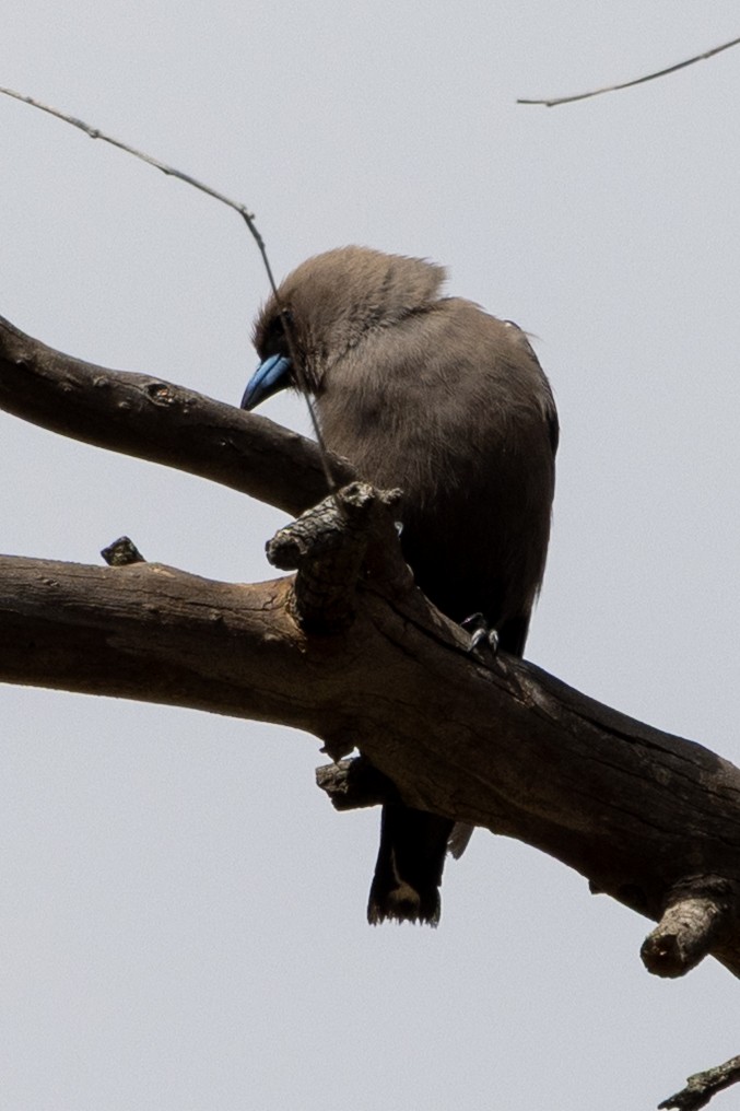 Dusky Woodswallow - ML646502208